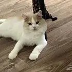قط لتبني