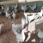 ديوك فيومي المنيوم