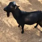 للبيع تيس قزم