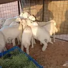 طليان حريه للبيع