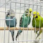 طيور حب انجليزي