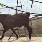 تيس فحل مشروط الموقع ثربان