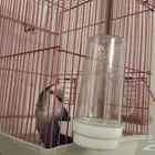 للبيع ببغاء روز (احتمال أنثى)   عمر سنة تقريبا