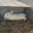 أرنب   فرنسي