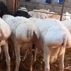 برابر ورفيديات مرابي