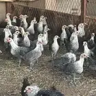 بشاير دجاج وديكه فيومي العمر شهرين