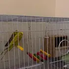 زوج بادجي منتج للبيع