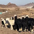 ارخال نجاده وحريه صنف طيبه