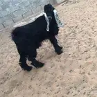 تيس عارضي