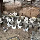 للبيع عشه حمام رقاص