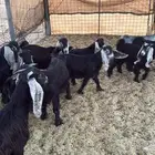 تيوس للبيع