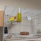 جوز لاتينو منتج شرط