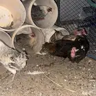 دجاج بياض بري نضيف ومشررروط