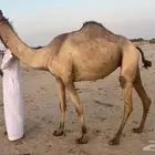 ثنيه ابيه سوداني من اركاب ازبار و لقحه علي نواف الرموز