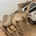 ناقه اركه اصل