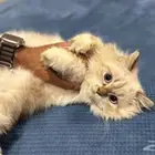 قط راغدول ذكر العمر 3 شهور