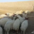 هرافي نعيم