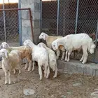 خرفان حري بلدي