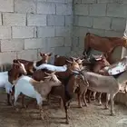 ماعز جنوبي بلدي