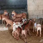 ماعز جنوبي بلدي