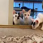 قطط لتبني