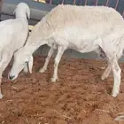 خلفات حريات عدد 5 حوالهم طيب