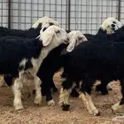 بهم نجدي يضحي((تم البيع تم البيع ))