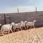 البييع غنم حريات دفيع عددهم 6روس