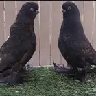 طبه لونغ