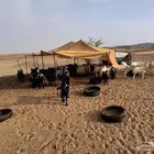 غنم 40 رأس للبيع للتربيه بدون عيالها