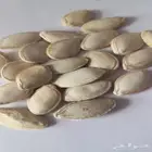 بذور كوسا غير معدله وراثيا جاهزه للزراعه