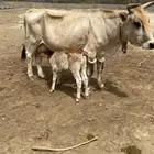 بقرة خلفه