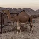 حمرا مبيوع ولدها