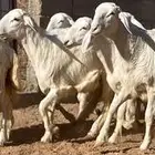 رخال حريات صنف للبيع ((تم البيع تم البيع )