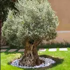 زيتون معمر اشجار زيتون