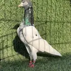 انثى تيدي Top