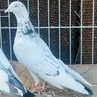 جوز سهران بوري فاخر