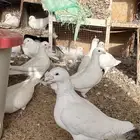 حمام هومر ومهمر مع الانتاج ينتج الوان وشكل مرتب