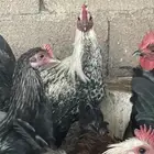 ديكة بلدية طيبة بالحيل