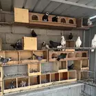 حمام قطيفي فاخر