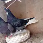 اعرض لكم ازواج صحه شرط انتاج شرط جوز . شيرازي جوز . قطايف