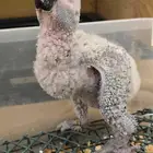 فرخ كاسكو انتاج محلي اقساط