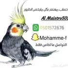 كروان وروز