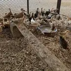 للبيع صوص بلدي فواتح