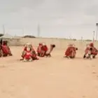 استأجر خيول وجمال زينه وسياسي