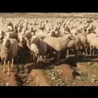 راعي غنم سوداني جاهز