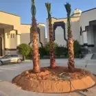نخل عربي واشنطني نوصل جميع المقاسات