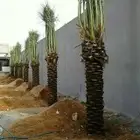 يوجد لدينا نخل عربي