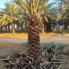 قص اشجار وتقليم وتكريب وتقطيع النخل والاشجار وترتيب الحدائق