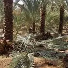 نعمل في مجال النحيل تنظيف وقلع